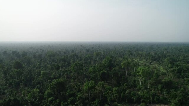 Deep in African Jungle.

Neverending jungle, Nigeria.