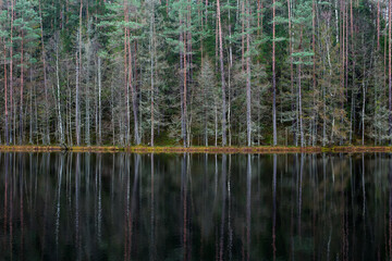 
dead lake in the forest, landscape of the forest in the reflection of the lake