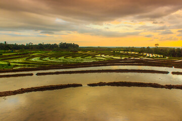 beauty terrace of rice fields with reflection sunset sky