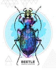 Realistic hand drawing ground beetle on watercolor background. Artistic Bug. Entomological vector illustration