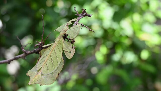 Leaf Insect, Phyllium westwoodii; seen on the tip of a dried bare twig pretending to be a fresh green leaf, moving a little with a gentle wind, in the afternoon in the jungle in Thailand.