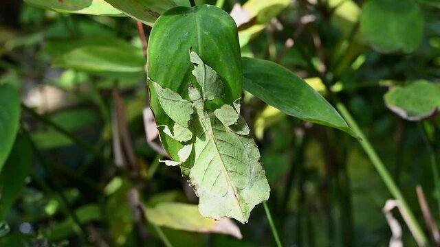 Leaf Insect, Phylliidae; pretending to be the leaf of the plant as it hangs on exposed under the afternoon sun, moving with the jungle wind, a stream is seen in gently flowing.