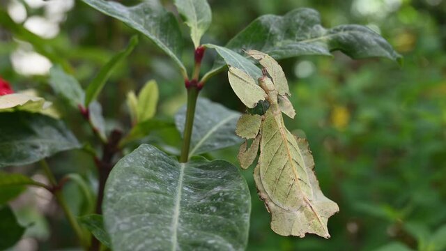 Leaf Insect, Phylliidae; hanging on top of a plant in the afternoon, moving a little, as it pretends to be a leaf of the plant in the jungle.