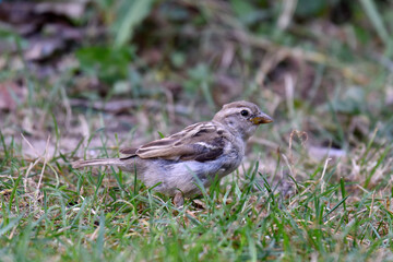 a Sparrow on the grass