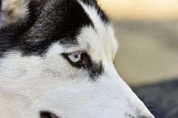 close-up of a husky's face