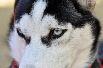 close-up of a husky's face