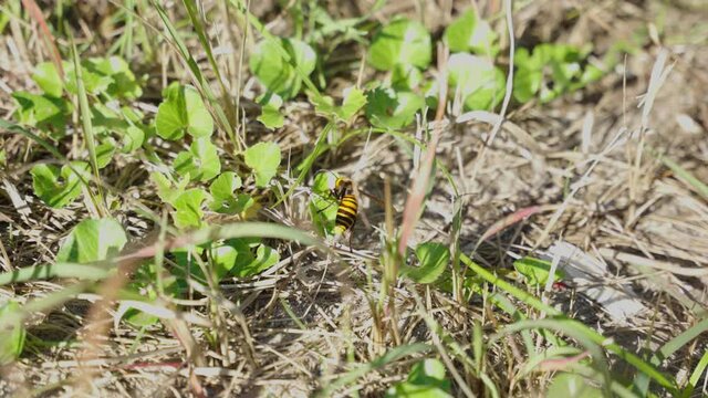 Asian giant hornet, Suzumebachi (Vespa mandarinia) in grass