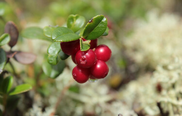 A bunch of wild cranberries in the moss