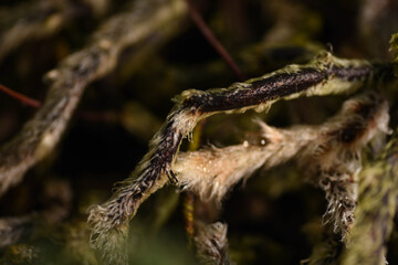 wolf spider on a wood
