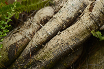 roots in the forest