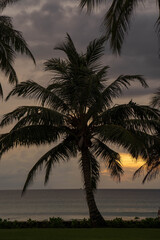 Silhouette palm tree against sunset at sea 