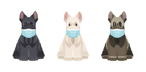 Illustration for veterinary clinic.  Set of three scotch terriers in different colors wearing protective face masks. Vector dogs collection for your design	
