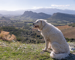 Obraz premium Large white female Kuvasz dog sitting in the sun overlooking the vineyards in the plain of Patrimonio, Corsica