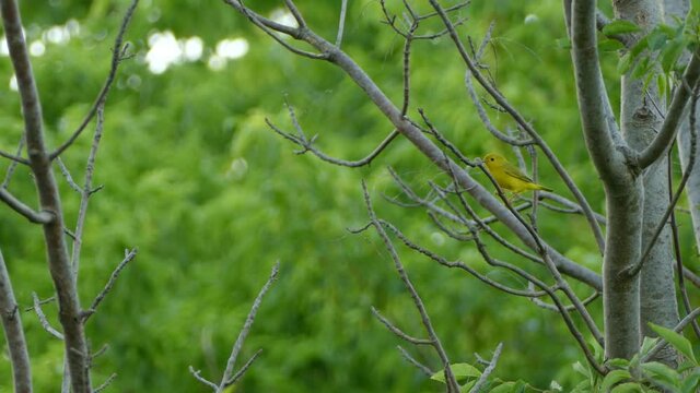 Yellow warbler bird hops between tree branches before taking off into the woods.