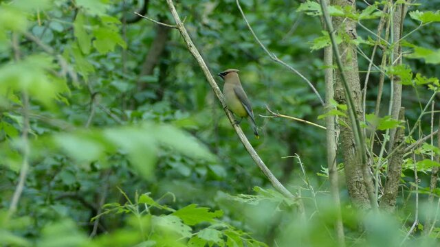 Cedar Waxwing bird turns around as it is perched on a branch in the middle of the woods.