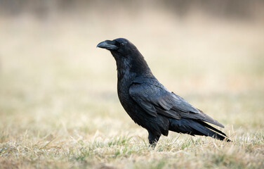 Raven (Corvus corax) close up