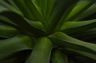 Obraz premium big cactus