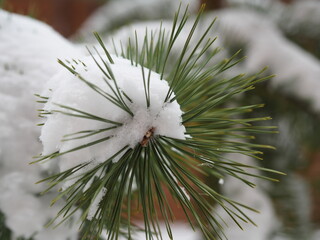 Christmas tree branch with snow. New Year greetings background. Copy space.
