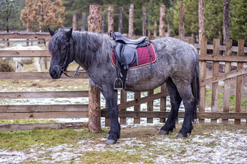 Harnessed horse in riding harness.The back of a Bay horse, which is worn: saddle, saddlecloth and...