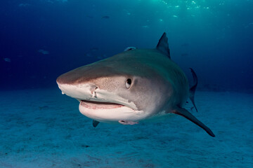 Obraz premium TigerShark