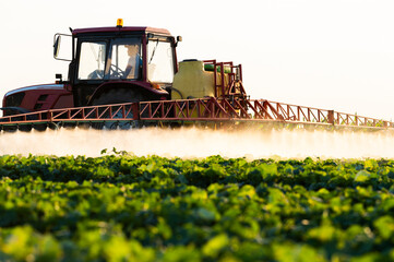 Tractor spraying vegetable field in sunset.