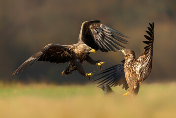White tailed eagles fighting in the air