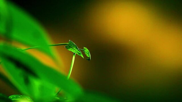 Small green leaf plant in the Brazilian Savanna - macro isolated view