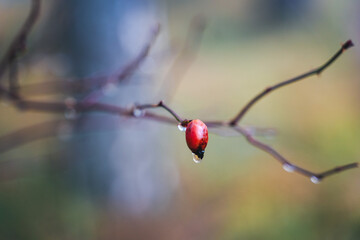 Red berry on a branch in raindrops in the forest abstract beautiful nature