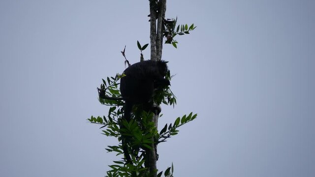 Lutung or Trachypithecus Auratus Eating on Top of Damar Trees