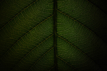 Obraz premium green leaf background