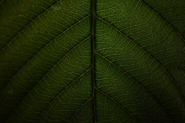 green leaf texture