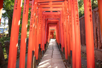 Fototapeta na wymiar Senbon Torii of Nezu Shrine in Tokyo, Japan