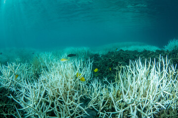 Fototapeta na wymiar 小笠原　高水温で白化したサンゴと死んだサンゴ