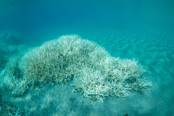 小笠原　高水温で白化したサンゴ