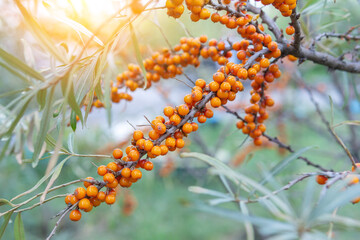 Hippophae is a genus of sea buckthorn, deciduous shrubs in the family Elaeagnaceae. blackthorn, willow or sea berry