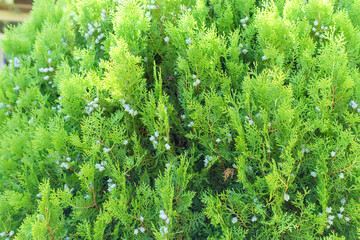 Green leaves pattern of creeping juniper or Juniperus horizontalis. selective focus background