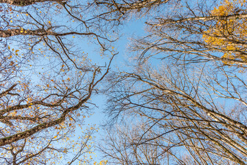 Arbres vers un ciel bleu en automne 