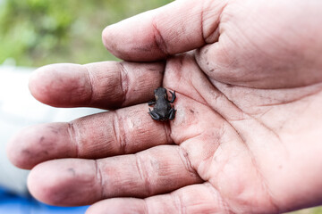 a hand holding the frog