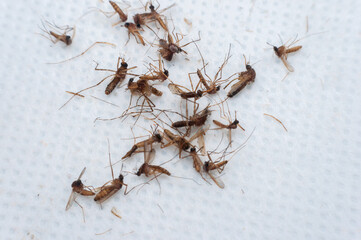 Dead mosquitoes littered with electric shock