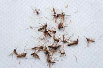 Dead mosquitoes littered with electric shock