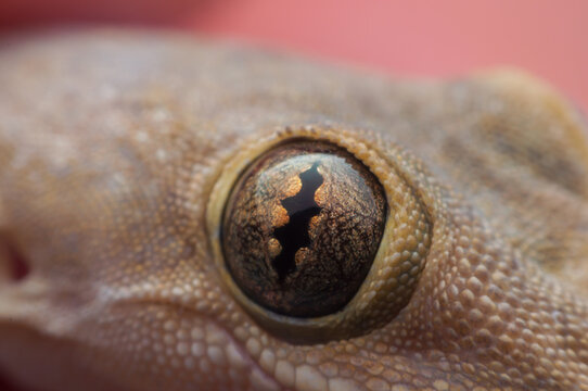 Close-up of common house gecko eyes