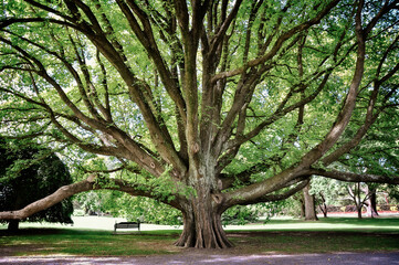 Majestic tree in Christchurch botanic garden, New Zealand