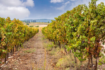 Fototapeta na wymiar Vineyard with rows of vines against a blue sky with clouds
