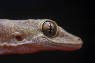 Close-up of common house gecko eyes