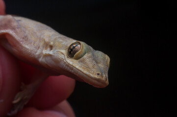 Close-up of common house gecko eyes