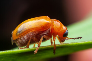 A ladybug caught on the ground