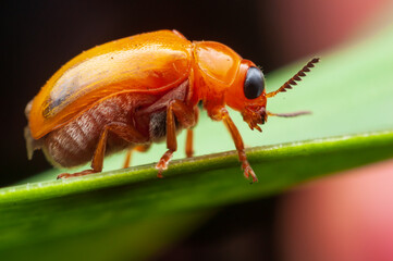 A ladybug caught on the ground