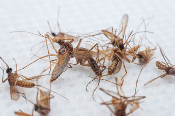 Dead mosquitoes littered with electric shock