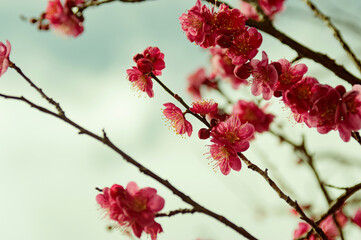 レトロな色合いの紅梅