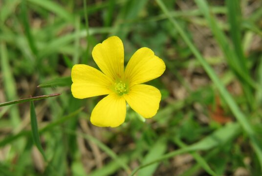 Beautiful yellow oxalis flower in Florida wild, closeup